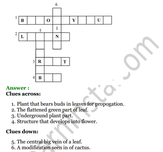 Selina Concise Biology Class 6 ICSE Solutions Chapter 1 The Leaf 10