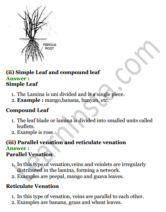 Selina Concise Biology Class 6 ICSE Solutions Chapter 1 The Leaf 3