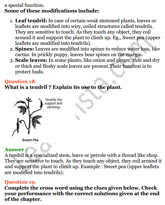 Selina Concise Biology Class 6 ICSE Solutions Chapter 1 The Leaf 9