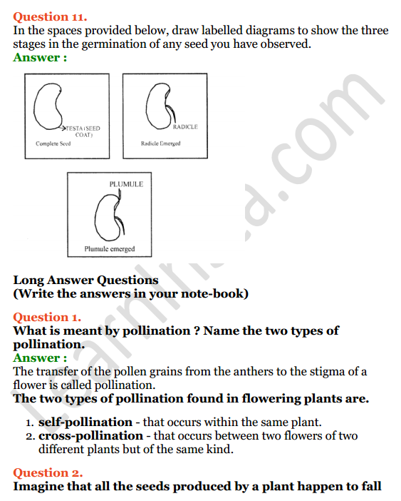Selina Concise Biology Class 6 ICSE Solutions Chapter 2 The Flower 7