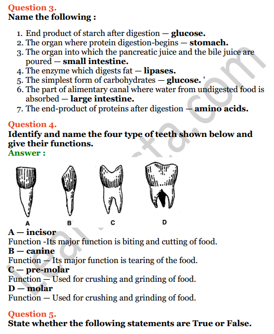 Selina Concise Biology Class 6 ICSE Solutions Chapter 4 Digestive System 3