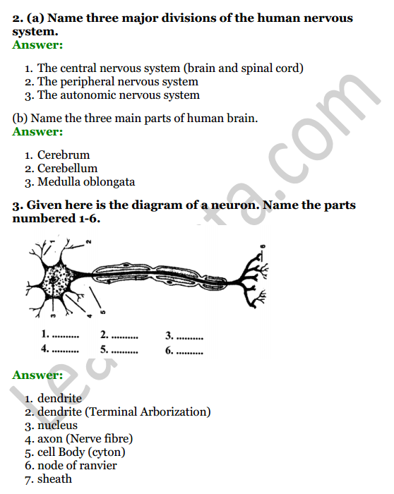 Selina Concise Biology Class 7 ICSE Solutions Chapter 6 Nervous System 2