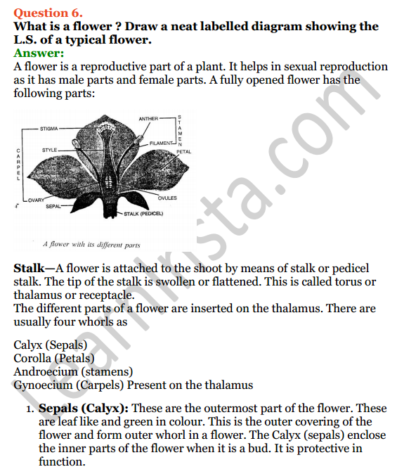Selina Concise Biology Class 8 ICSE Solutions Chapter 2 Reproduction in Plants 6