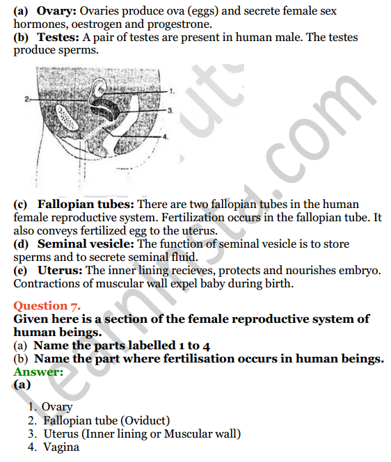 Selina Concise Biology Class 8 ICSE Solutions Chapter 3 Reproduction in Humans 5
