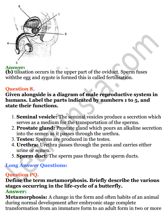 Selina Concise Biology Class 8 ICSE Solutions Chapter 3 Reproduction in Humans 6