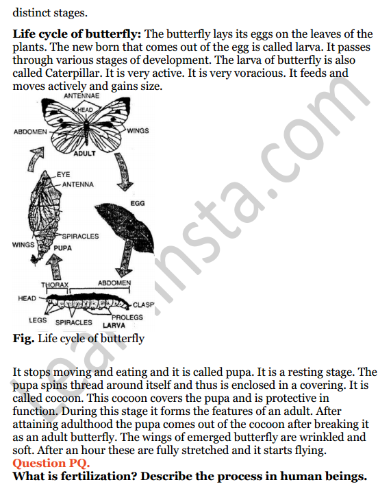 Selina Concise Biology Class 8 ICSE Solutions Chapter 3 Reproduction in Humans 7
