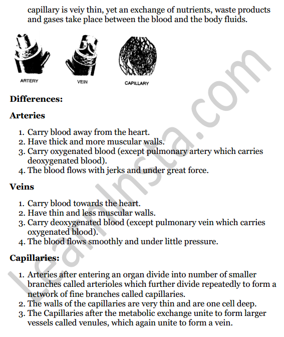 Selina Concise Biology Class 8 ICSE Solutions Chapter 6 The Circulatory System 13