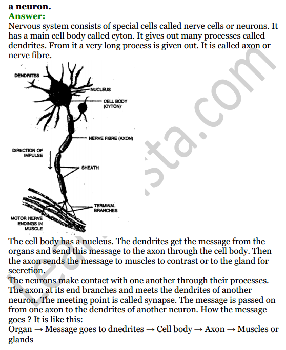 Selina Concise Biology Class 8 ICSE Solutions Chapter 7 Nervous System 5