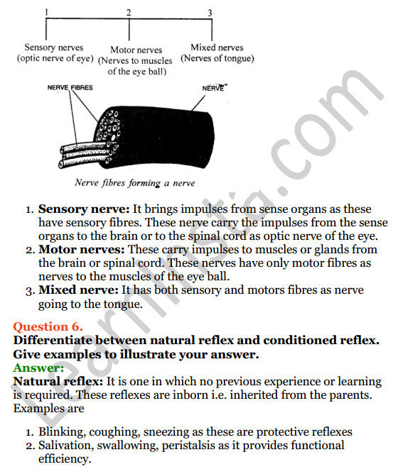 Selina Concise Biology Class 8 ICSE Solutions Chapter 7 Nervous System 8