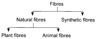 Fibre to Fabric Class 6 Notes Science Chapter 4