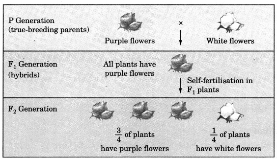 Heredity and Evolution Class 10 Notes Science Chapter 9 2