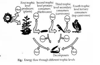 NCERT Solutions for Class 12 Biology Chapter 14 Ecosystem 11.1