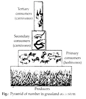 NCERT Solutions for Class 12 Biology Chapter 14 Ecosystem 8.1
