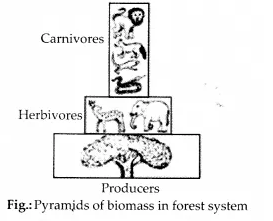 NCERT Solutions for Class 12 Biology Chapter 14 Ecosystem 8.2