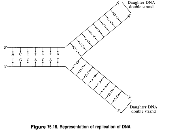 NCERT Solutions for Class 12 Chemistry Chapter 14 Biomolecules 7