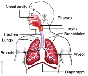 MCQ Of Breathing And Exchange Of Gases