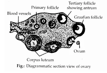 NCERT Solutions for Class 12 Biology Chapter 3 Human Reproduction Q13.1