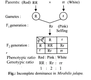 NCERT Solutions for Class 12 Biology Chapter 5 Principles of Inheritance and Variation Q13.2