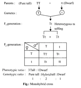 NCERT Solutions for Class 12 Biology Chapter 5 Principles of ...