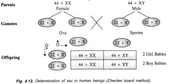 Heredity and Evolution Class 10 Important Questions Science Chapter 9 image - 12