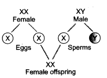Heredity and Evolution Class 10 Important Questions Science Chapter 9 image - 7