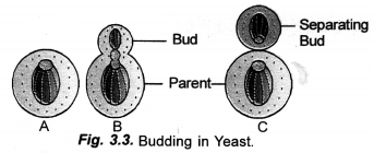 How do Organisms Reproduce Class 10 Important Questions Science Chapter 8 image - 10