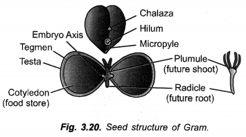 How do Organisms Reproduce Class 10 Important Questions Science Chapter 8 image - 22