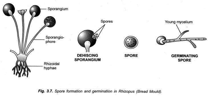 How do Organisms Reproduce Class 10 Important Questions Science Chapter 8 image - 3
