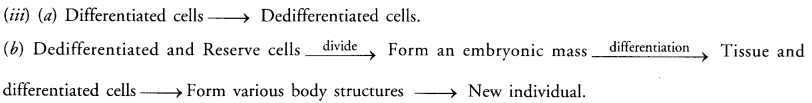 How do Organisms Reproduce Class 10 Important Questions Science Chapter 8 image - 30