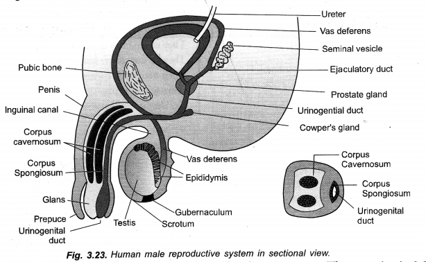 How do Organisms Reproduce Class 10 Important Questions Science Chapter 8 image - 41