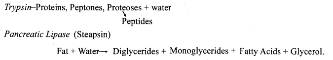 Life Processes Class 10 Important Questions and Answers Science Chapter 6 image - 6
