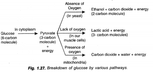 Life Processes Class 10 Important Questions and Answers Science Chapter 6 image - 9