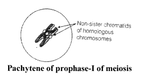 NCERT Exemplar Solutions for Class 11 Biology Chapter 10 Cell Cycle and Cell Division 1.2