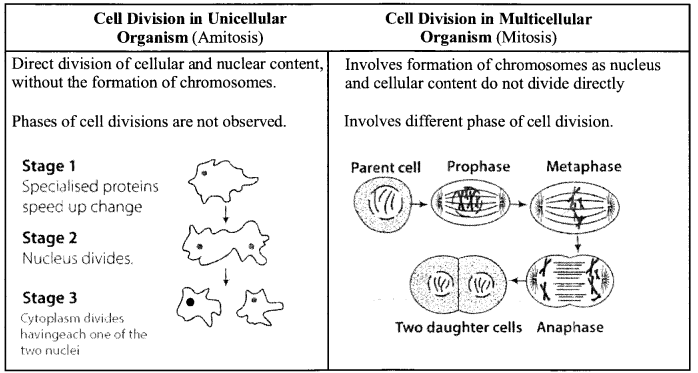 NCERT Exemplar Solutions for Class 11 Biology Chapter 10 Cell Cycle and Cell Division 1.5