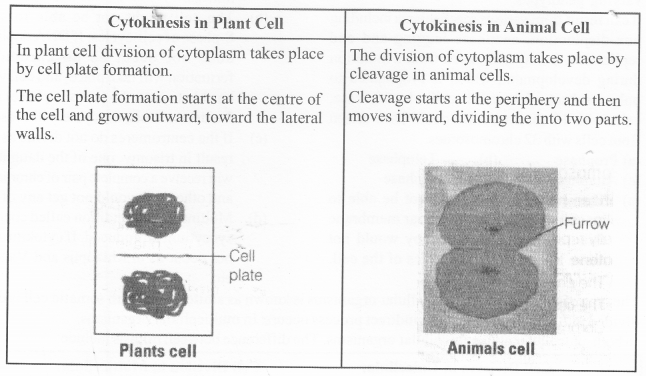 NCERT Exemplar Solutions for Class 11 Biology Chapter 10 Cell Cycle and Cell Division 1.6