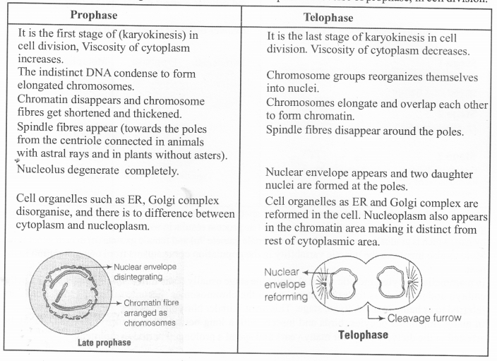NCERT Exemplar Solutions for Class 11 Biology Chapter 10 Cell Cycle and Cell Division 1.7