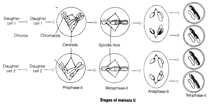 NCERT Exemplar Solutions for Class 11 Biology Chapter 10 Cell Cycle and Cell Division 1.8