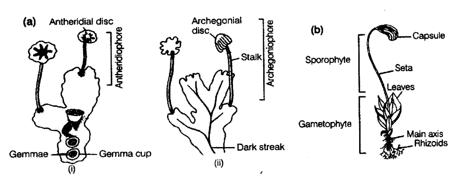 NCERT Exemplar Solutions for Class 11 Biology Chapter 3 Plant Kingdom 1.5