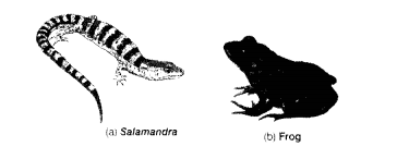 NCERT Exemplar Solutions for Class 11 Biology Chapter 4 Animal Kingdom 1.8