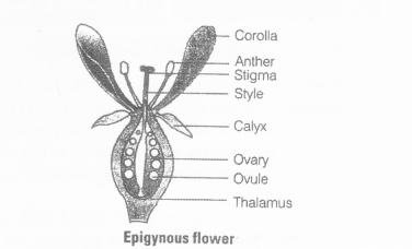 NCERT Exemplar Solutions for Class 11 Biology Chapter 5 Morphology of Flowering Plants 1.1