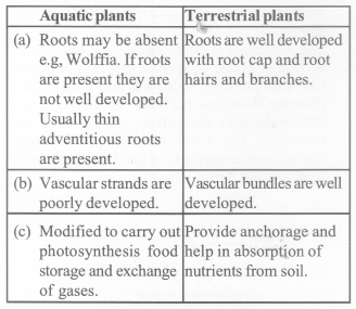 NCERT Exemplar Solutions for Class 11 Biology Chapter 5 Morphology of Flowering Plants 1.4