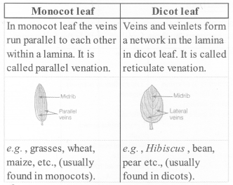 NCERT Exemplar Solutions for Class 11 Biology Chapter 5 Morphology of Flowering Plants 1.5