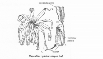 NCERT Exemplar Solutions for Class 11 Biology Chapter 5 Morphology of Flowering Plants 1.7