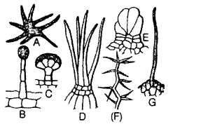 NCERT Exemplar Solutions for Class 11 Biology Chapter 6 Anatomy of Flowering Plants 1.4