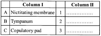 NCERT Exemplar Solutions for Class 11 Biology Chapter 7 Structural Organization in Animals 1.4