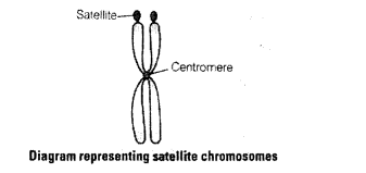 NCERT Exemplar Solutions for Class 11 Biology Chapter 8 Cell The Unit of Life 1.2