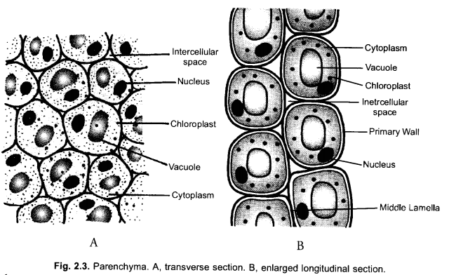 NCERT Exemplar Solutions for Class 9 Science Chapter 6 Tissues image - 6