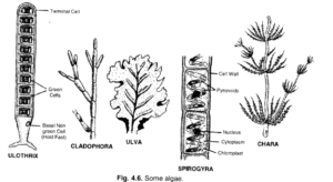 NCERT Exemplar Solutions for Class 9 Science Chapter 7 Diversity in ...