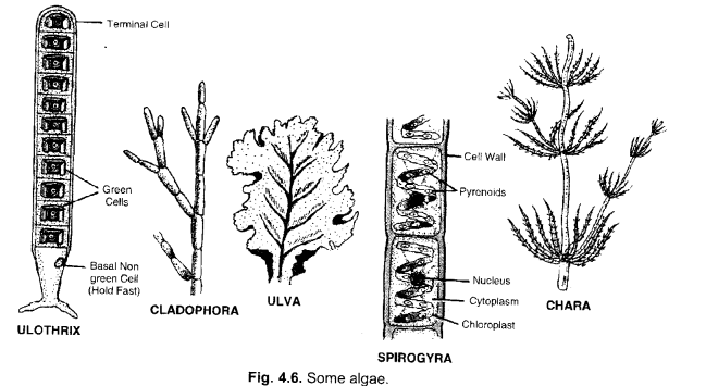NCERT Exemplar Solutions for Class 9 Science Chapter 7 Diversity in Living Organisms image - 5