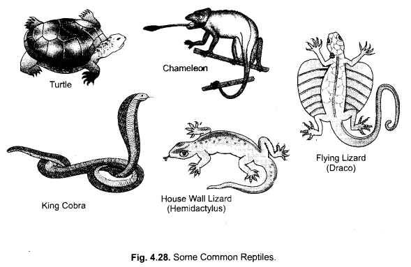 NCERT Exemplar Solutions for Class 9 Science Chapter 7 Diversity in Living Organisms image - 7